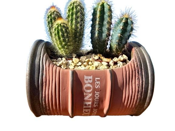 Bonsai Cactus "Van Driver". Includes a handmade vintage French cast flowerpot resembling an old 