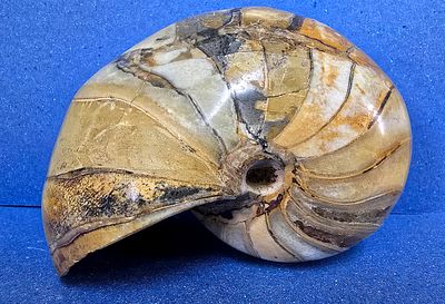 Giant complete Ammonite fossil - extremely rare. Spectacular colors, flawless, diamond polish. 