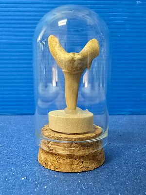 Fossilized sand shark tooth in a glass capsule. The fossil is millions of years old. Country of 