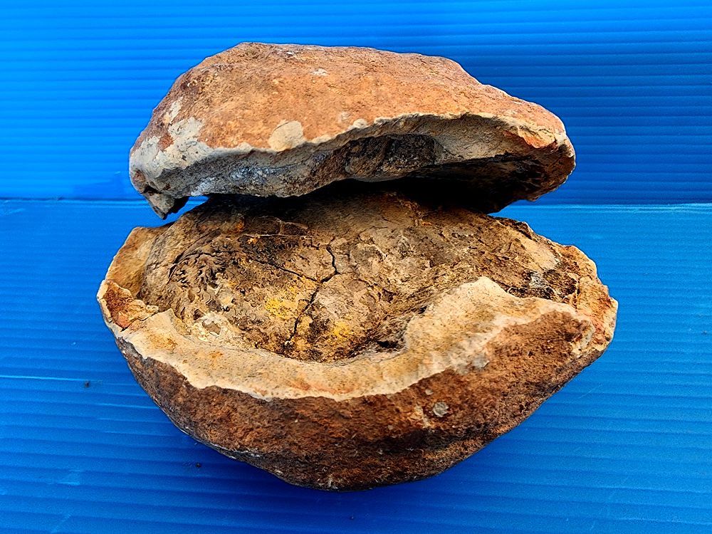 מאובן ammonite fossil שלם - 2 חלקים!!! גודל חריג טבעי לא מעובד בסלע המקורי . טבעי ישירות מהטבע - 