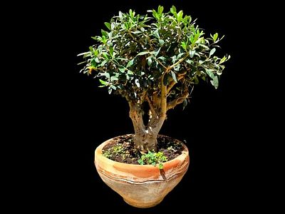 A giant olive tree bonsai that is at least 25 years old. A unique item for connoisseurs. 