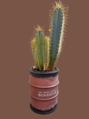 Large Cactus Bonsai "Blue Pillar" Pilosocereus pachycladus. Height including pot 46 cm. 