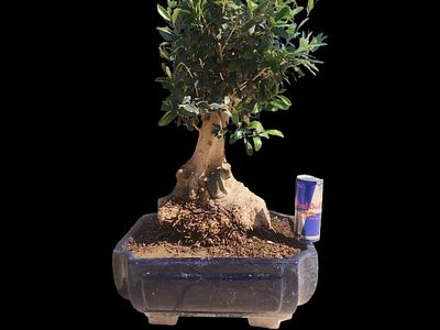 A giant olive tree bonsai that is at least 50 years old. A unique item for connoisseurs in the 
