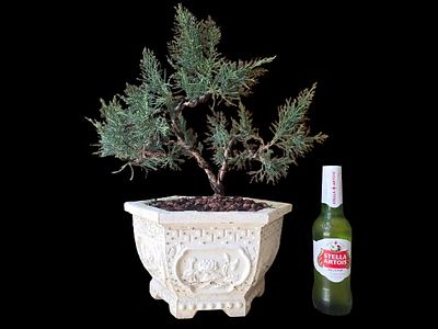 Japanese juniper bonsai design. The beer bottle is for illustrative purposes only and is not 