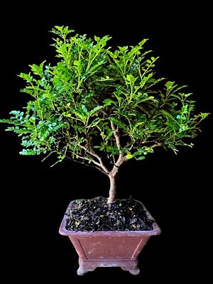 Chinese pepper bonsai (Zanthoxylum beecheyanum), also known as Sichuan pepper. The beer bottle 