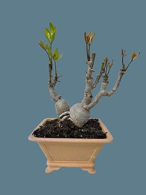 Bonsai in Brichtenton designed. The beer bottle is for illustrative purposes only and is not 