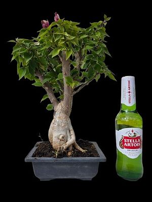 Flowering Bengobilia bonsai - a plant at least 30 years old. The beer bottle is for illustrative 
