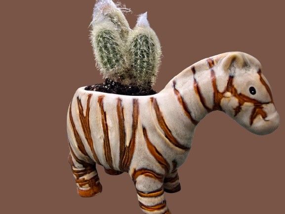 Miniature Cactus Bonsai. Planted in a vintage ceramic pot in the shape of a zebra. 
Very easy to 