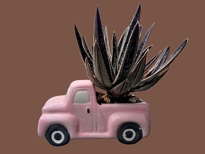 Miniature Cactus Bonsai. Planted in a vintage ceramic pot in the shape of a zebra. 
Very easy to 