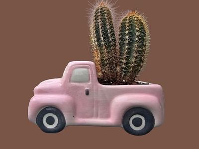 Miniature Cactus Bonsai. Planted in a vintage ceramic pot in the shape of a zebra. 
Very easy to 