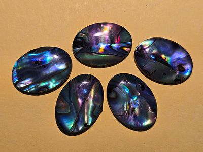 A collection of Abalone Shell Cabochons, known for their iridescent appearance that combines 