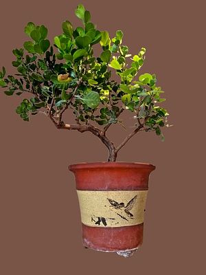 Bonsai of Rhus glauca. It has bluish-green leaves that give it a fresh look in the landscape. 