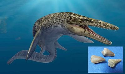לוט מאובני שיני כריש Mosasaurs . אורך ממוצע 3-4 ס"מ. 
"מוסאזאורים (מלטינית Mosa שמשמעותה "המז" 