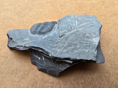 A fossil of a trilobite, an extinct marine creature that was common during the Paleozoic era. Th 