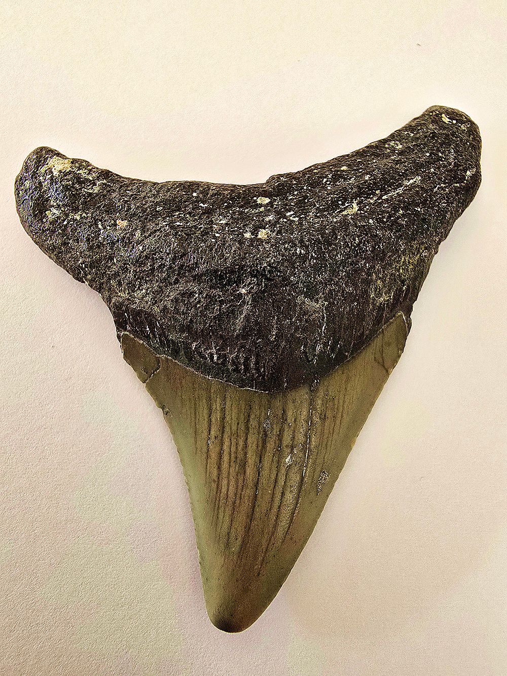 Fossilized Megalodon shark tooth, the largest shark, millions of years old - an unusual and 