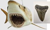 Fossilized Megalodon shark tooth, the largest shark, millions of years old - an unusual and Image - 1