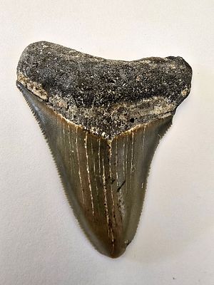 Fossilized Megalodon shark tooth, the largest shark, millions of years old - an unusual and 