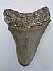 Fossilized Megalodon shark tooth, the largest shark, millions of years old - an unusual and Image - 2