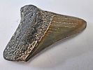 Fossilized Megalodon shark tooth, the largest shark, millions of years old - an unusual and Image - 3