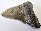 Fossilized Megalodon shark tooth, the largest shark, millions of years old - an unusual and Image - 4