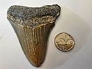 Fossilized Megalodon shark tooth, the largest shark, millions of years old - an unusual and Image - 5