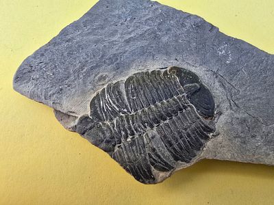 A fossil of a trilobite, an extinct marine creature that was common during the Paleozoic era. Th 