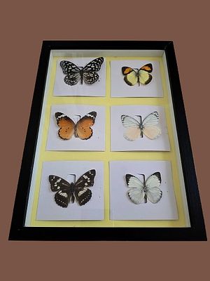 A collection of real, preserved/embalmed, framed butterflies. Quality frame. 
Can be hung on a 