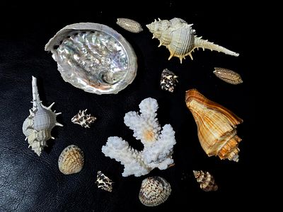 A diverse collection of collectibles of natural shells, oysters, and starfish. Snail shells come 