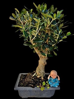 Israeli olive tree bonsai. The figurine and marker in the photos are for illustrative purposes 