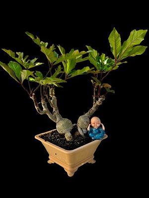Bonsai in Brichtenton designed. The figurine and marker in the photos are for illustrative 