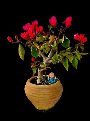 Bougainvillea bonsai - an amazing and rare plant as a bonsai. The figurine and marker in the 