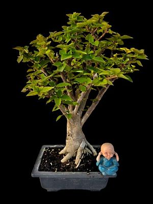 Bonsai Bougainvillea 'Mini Thai'. The figurine and marker in the photos are for illustrative 