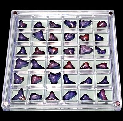 A large collection of fossilized shark teeth arranged in a clear display box. The collection is 
