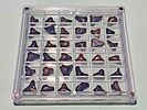 A large collection of fossilized shark teeth arranged in a clear display box. The collection is Image - 3