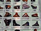 A large collection of fossilized shark teeth arranged in a clear display box. The collection is Image - 5