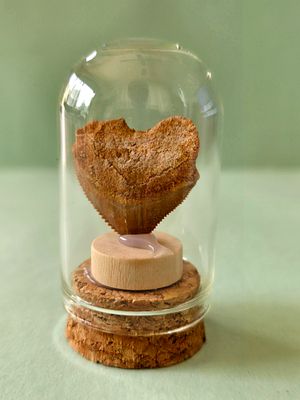 Fossilized Squalicorax shark tooth in a glass capsule. The fossil is millions of years old. 