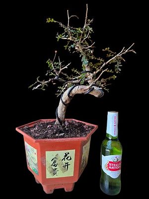 Design bonsai - Operculicarya decaryi 'Giraffe Tree'. The beer bottle is for illustrative 