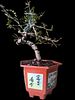 Design bonsai - Operculicarya decaryi 'Giraffe Tree'. The beer bottle is for illustrative Image - 1