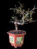 Design bonsai - Operculicarya decaryi 'Giraffe Tree'. The beer bottle is for illustrative Image - 2