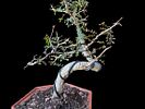Design bonsai - Operculicarya decaryi 'Giraffe Tree'. The beer bottle is for illustrative Image - 3