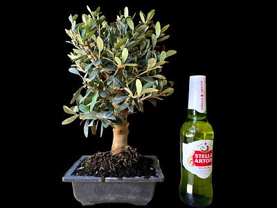 Olive tree bonsai "Nabli Mohsen". The beer bottle is for illustrative purposes only and is not 