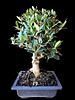 Olive tree bonsai "Nabli Mohsen". The beer bottle is for illustrative purposes only and is not Image - 1