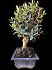 Olive tree bonsai "Nabli Mohsen". The beer bottle is for illustrative purposes only and is not Image - 2