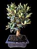 Olive tree bonsai "Nabli Mohsen". The beer bottle is for illustrative purposes only and is not Image - 3