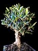 Olive tree bonsai "Nabli Mohsen". The beer bottle is for illustrative purposes only and is not Image - 4