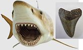 Fossilized Megalodon shark tooth, the largest shark, millions of years old - an unusual and Image - 1