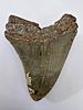 Fossilized Megalodon shark tooth, the largest shark, millions of years old - an unusual and Image - 2