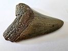 Fossilized Megalodon shark tooth, the largest shark, millions of years old - an unusual and Image - 3