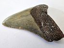 Fossilized Megalodon shark tooth, the largest shark, millions of years old - an unusual and Image - 4