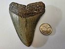 Fossilized Megalodon shark tooth, the largest shark, millions of years old - an unusual and Image - 5